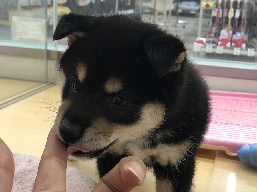 手への甘噛みも無く超優秀！ | 柴犬 （118230） - ペットショップ ペッツワン城山 神奈川県相模原市