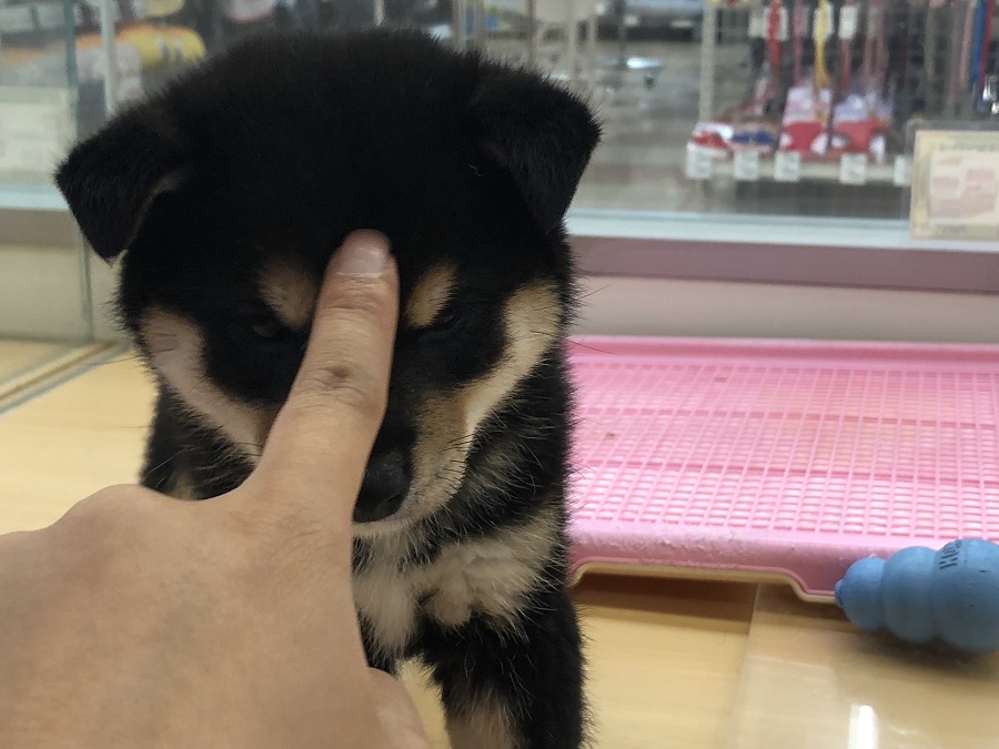 眉間にタッチ！これでも無反応 | 柴犬 （118230） - ペットショップ ペッツワン城山 神奈川県相模原市