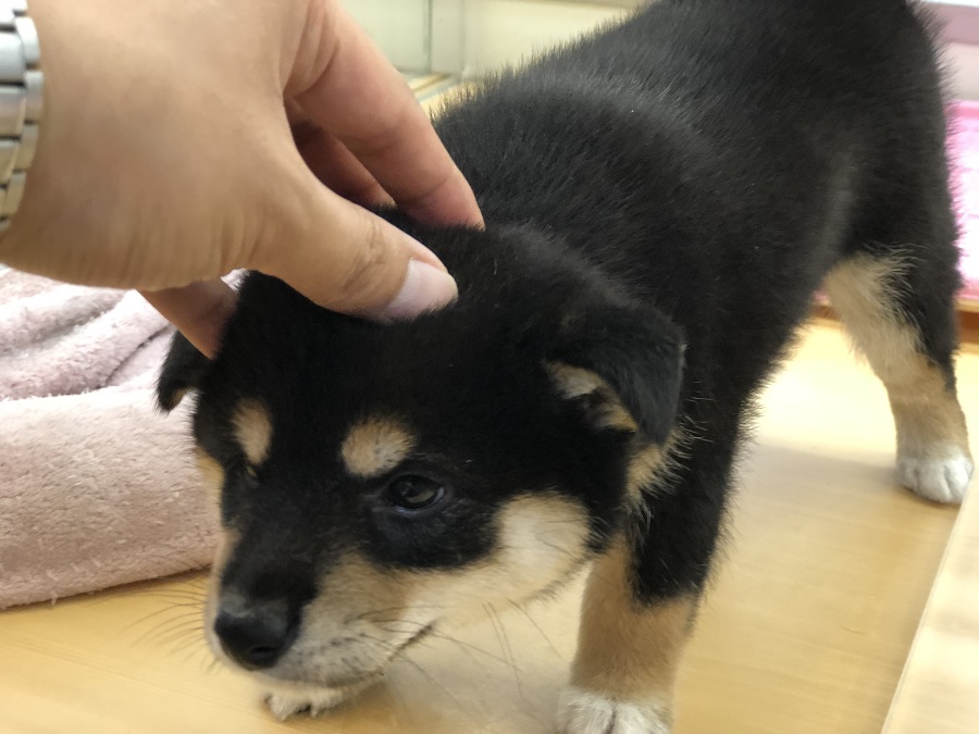 真っ先にお出迎え | 柴犬 （118230） - ペットショップ ペッツワン城山 神奈川県相模原市