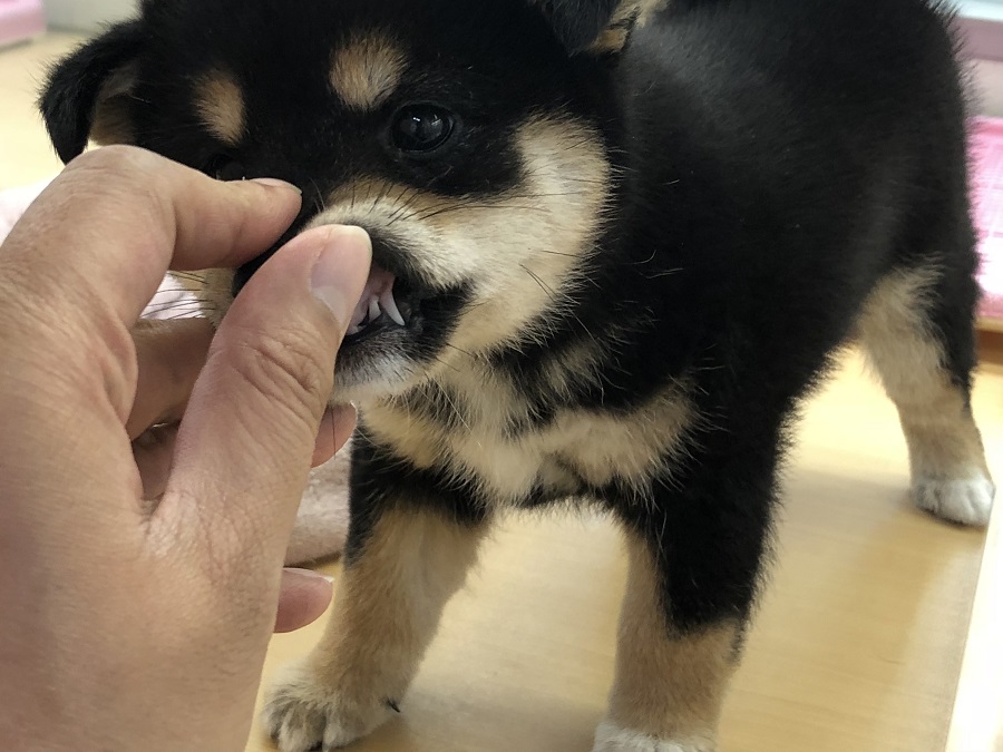 尻尾ニギニギまで見事に無反応 | 柴犬 （118230） - ペットショップ ペッツワン城山 神奈川県相模原市