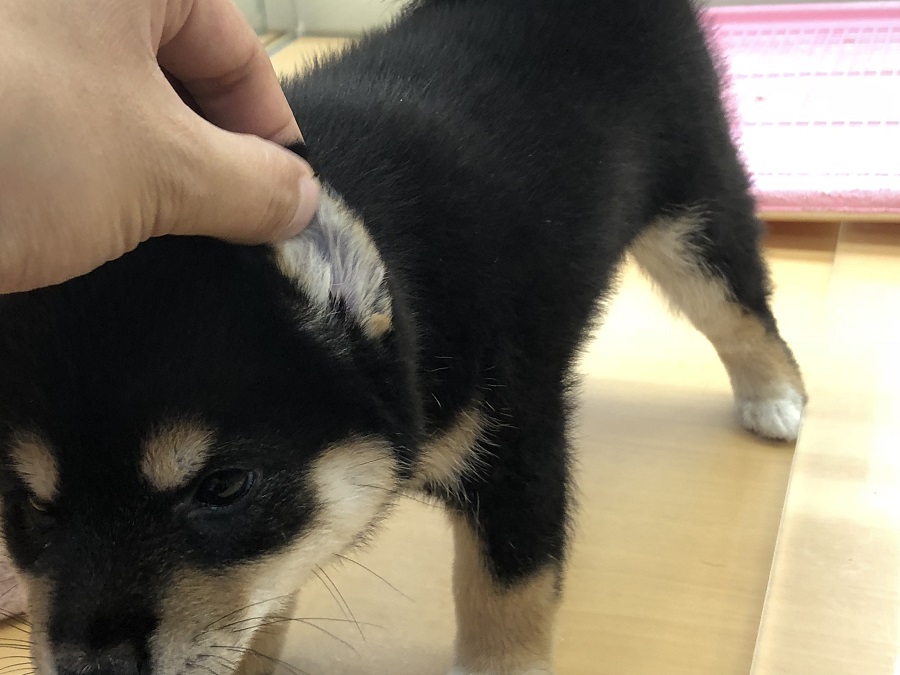 あちこち触ってみよう！ | 柴犬 （118230） - ペットショップ ペッツワン城山 神奈川県相模原市