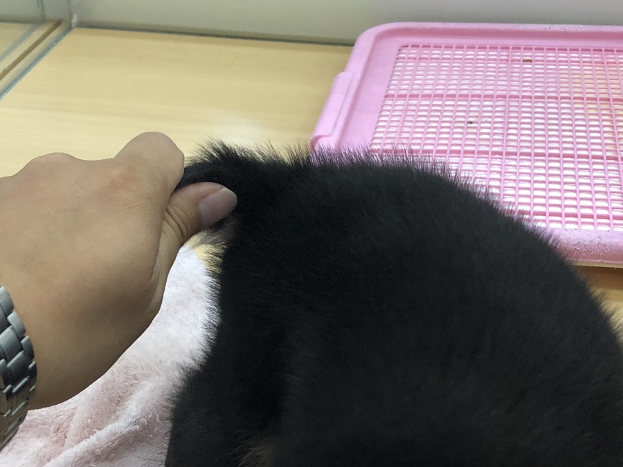 尻尾ニギニギまで見事に無反応 | 柴犬 （118230） - ペットショップ ペッツワン城山 神奈川県相模原市