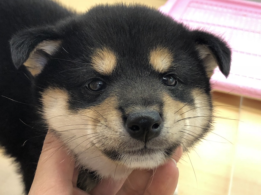 クマ顔の要件を満たす完璧なお顔立ち | 柴犬 （118230） - ペットショップ ペッツワン城山 神奈川県相模原市