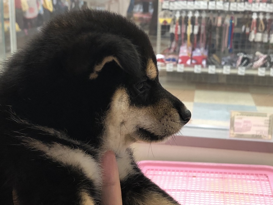 凛々しい横顔 | 柴犬 （118230） - ペットショップ ペッツワン城山 神奈川県相模原市