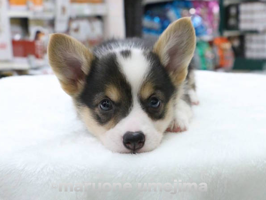「遊ぶ時は全力で遊ぶ」「寝るときは全てをさらけ出しているかのよに寝る」とメリハリのある子 | ウェルシュ・コーギー・ペンブローク （119111） - ペットショップ マルワン梅島 東京都足立区