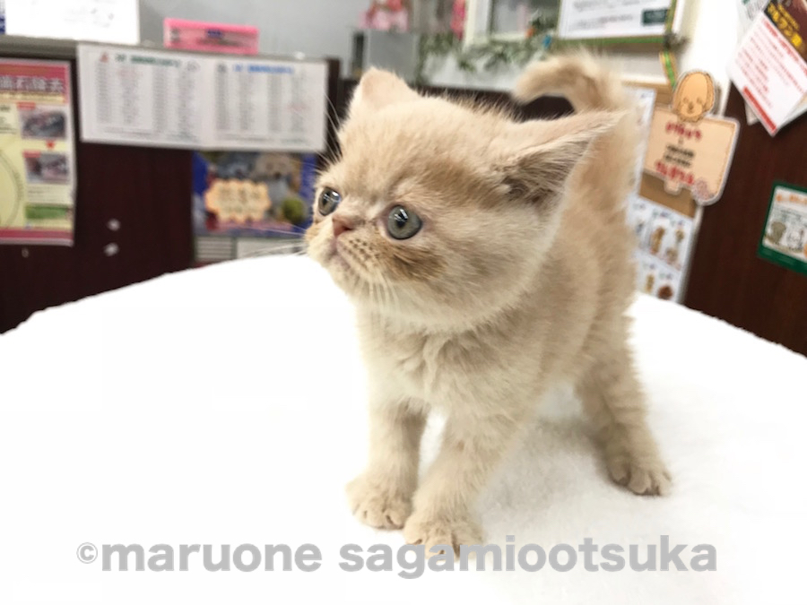 マズル（鼻）、短いですねぇ～！ | エキゾチック （814464） - ペットショップ マルワン相模大塚 神奈川県大和市