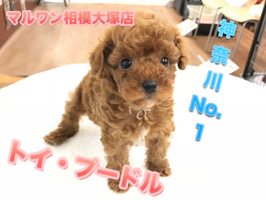 【トイ・プードル】ティーカップorタイニー？神奈川No.1のイケメン♪テディベアプードル好きはお店へDASH!:ペットショップマルワン相模大塚店(神奈川県大和市)No.814460