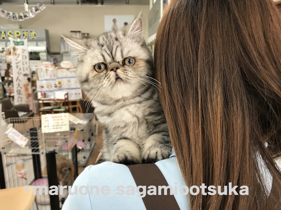 お気に入りなのが肩のポジション | エキゾチック （814452） - ペットショップ マルワン相模大塚 神奈川県大和市