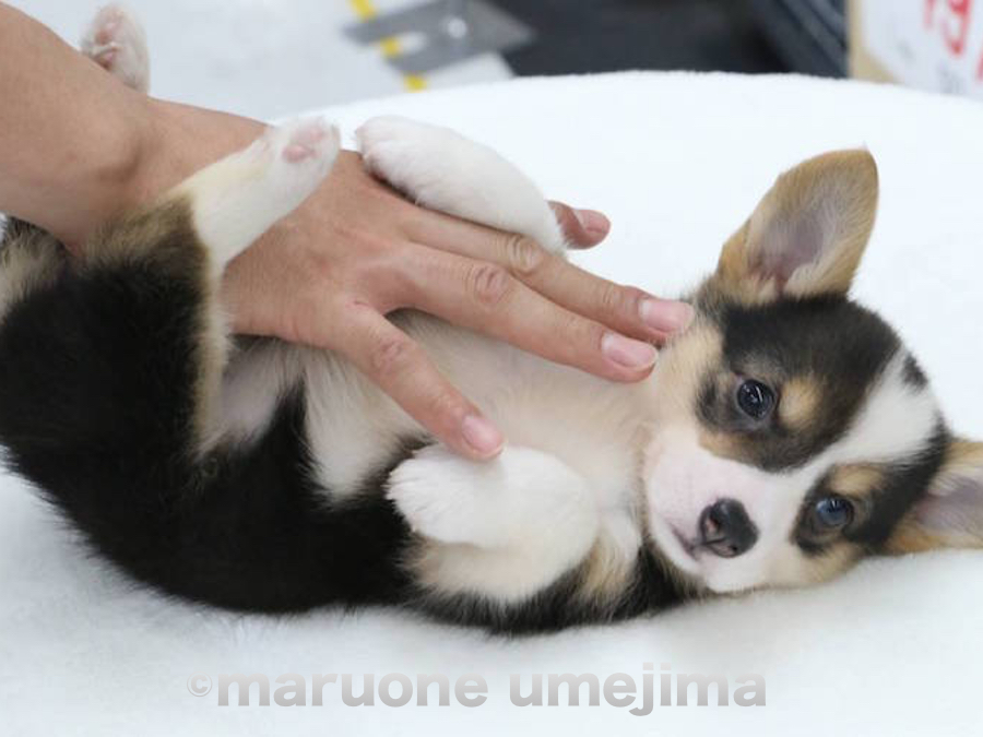 手を離した状態でもゴローンとへそ天ポーズ | ウェルシュ・コーギー・ペンブローク （119111） - ペットショップ マルワン梅島 東京都足立区