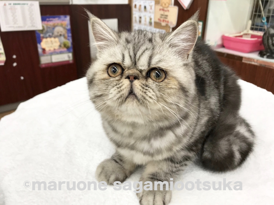 エキゾチック （814452） - ペットショップ マルワン相模大塚 神奈川県大和市