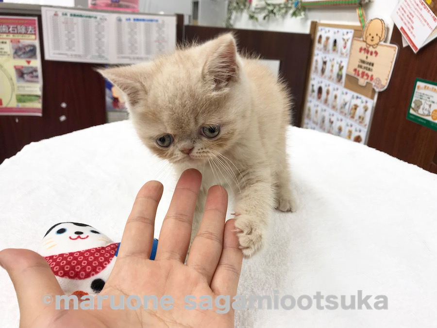 肉球の柔らかさったら。。 | エキゾチック （814464） - ペットショップ マルワン相模大塚 神奈川県大和市