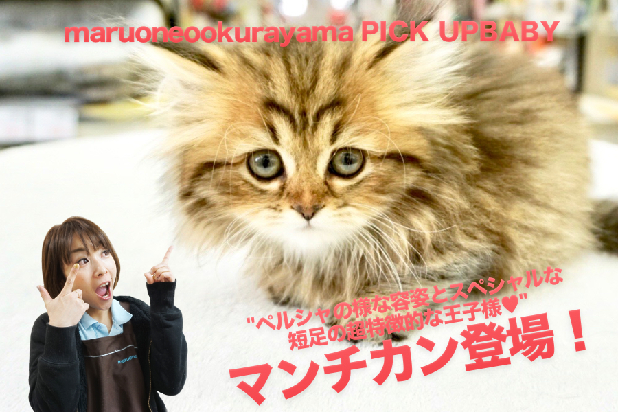 【スペシャルマンチカン】ペルシャの様な容姿とスペシャルな短足の超特徴的な王子様♥：ペットショップマルワン大倉山店（横浜市）｜子犬情報No.6130695