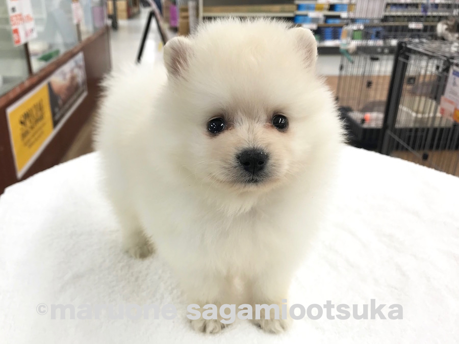 キラッキラの瞳と長い睫毛 | ポメラニアン （814463） - ペットショップ マルワン相模大塚 神奈川県大和市