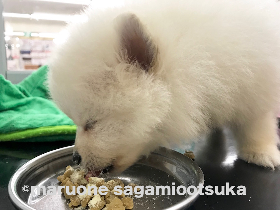 ご飯を食べて元気一杯♪ | ポメラニアン （814463） - ペットショップ マルワン相模大塚 神奈川県大和市