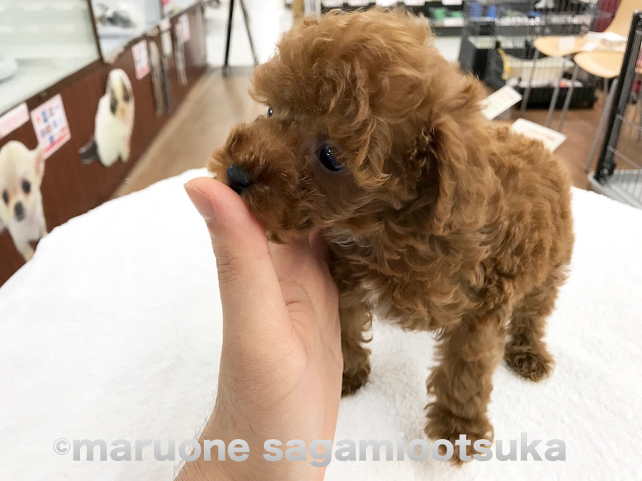 巨大な手に見えますが普通です。トイプーくんが小さいのです（笑） | トイ・プードル （814460） - ペットショップ マルワン相模大塚 神奈川県大和市