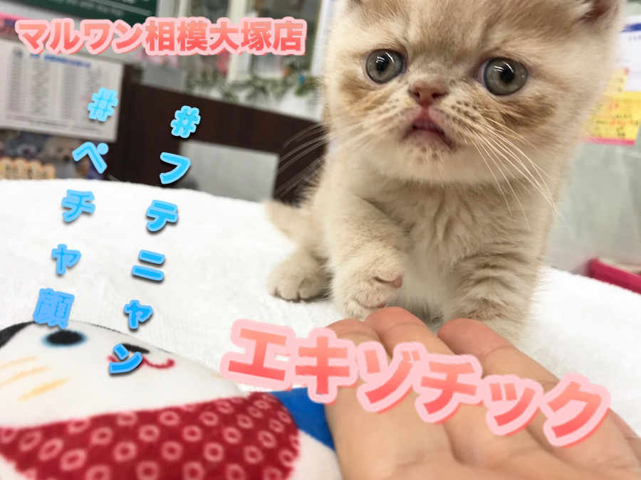 【ペチャ顏エキゾチック】チェレステカラーの瞳を持つペチャ顏キャット！：ペットショップマルワン相模大塚店（神奈川県大和市）NO.814464