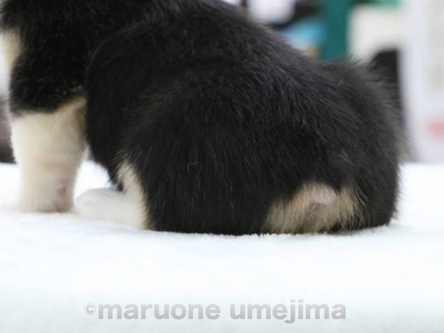 ぷりぷりしたお尻 | ウェルシュ・コーギー・ペンブローク （119111） - ペットショップ マルワン梅島 東京都足立区