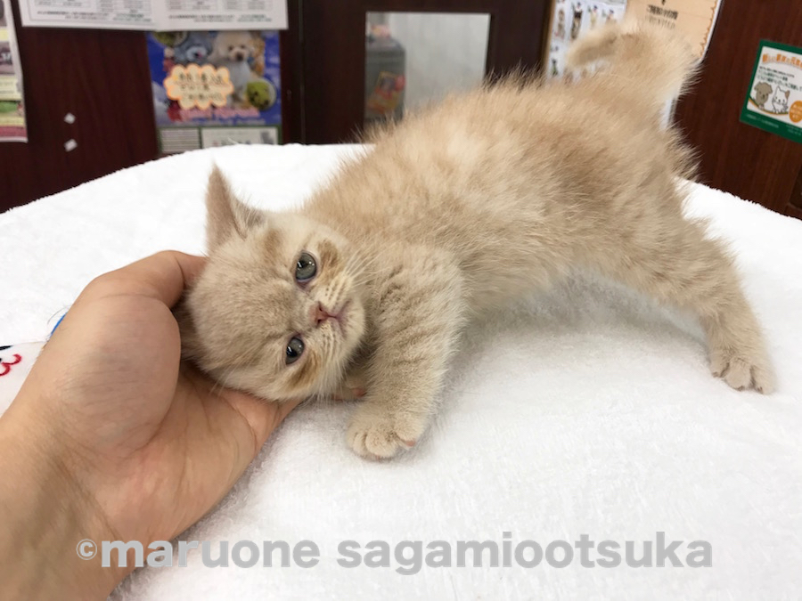 おもちゃをどかして僕の手に直接スリスリ！ | エキゾチック （814464） - ペットショップ マルワン相模大塚 神奈川県大和市