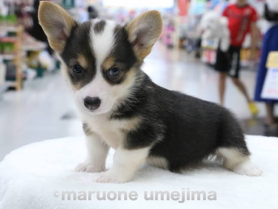 超希少！ブラックヘッド！ | ウェルシュ・コーギー・ペンブローク （119111） - ペットショップ マルワン梅島 東京都足立区