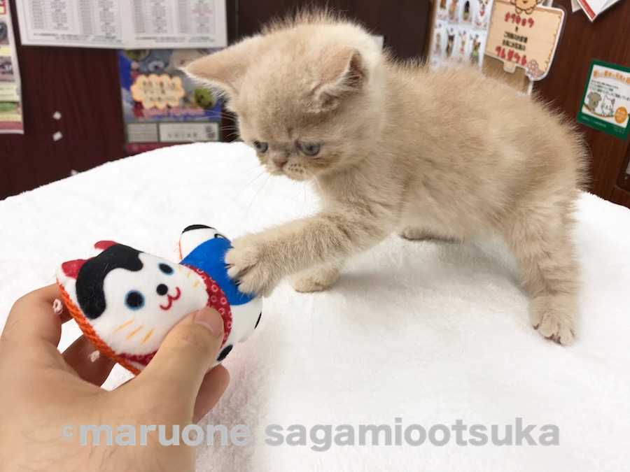 おもちゃも好きだけど、人も好き | エキゾチック （814464） - ペットショップ マルワン相模大塚 神奈川県大和市