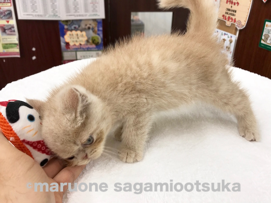 頭から擦り付いてきてくれました。 | エキゾチック （814464） - ペットショップ マルワン相模大塚 神奈川県大和市
