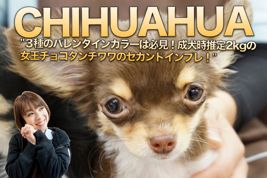【小さめチワワ】３種のバレンタインカラーは必見！成犬時推定2kgの女王チョコタンチワワのセカンドインプレ！：マルワン大倉山店（横浜市）｜子犬情報No.6130680