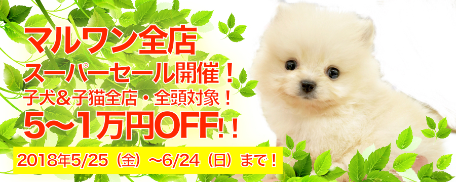 【スーパーセール開催！】ボーナス直前！最大5万円のプライスダウン！マルワン全店で開催です！