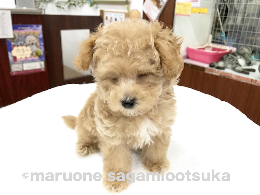 この子は、とにかく元気！ | マルプー （マルチーズ × トイ・プードル） （814462） - ペットショップ マルワン相模大塚 神奈川県大和市