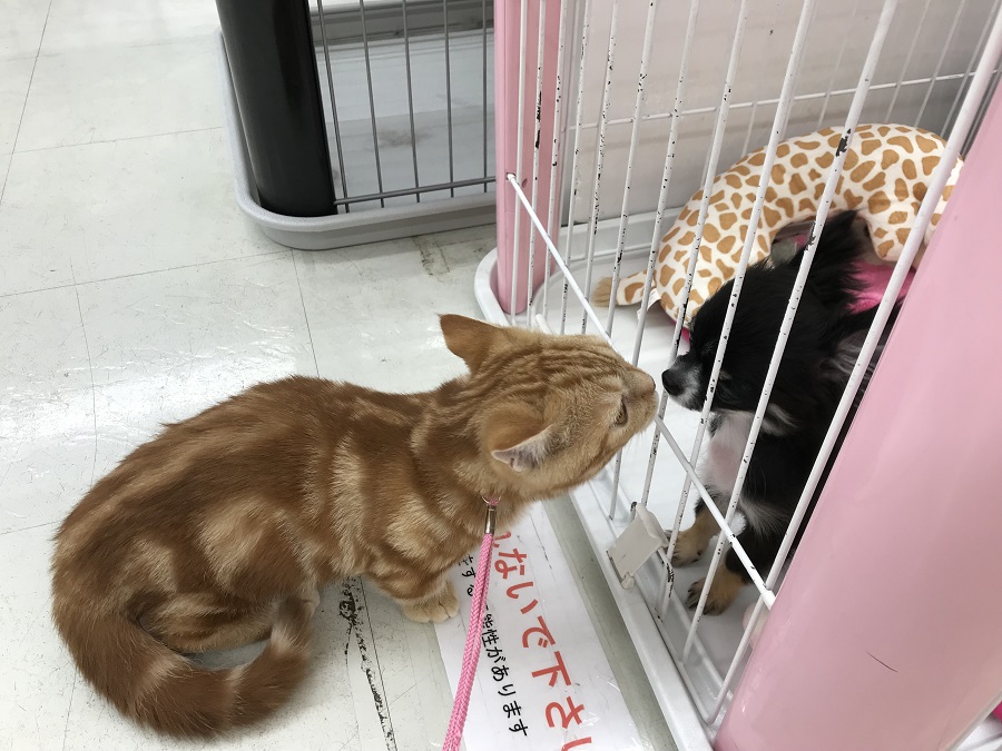 リードをつける練習もバッチリ！ | マンチカン （311772） - ペットショップ マルワン港北ニュータウン 神奈川県横浜市都筑区