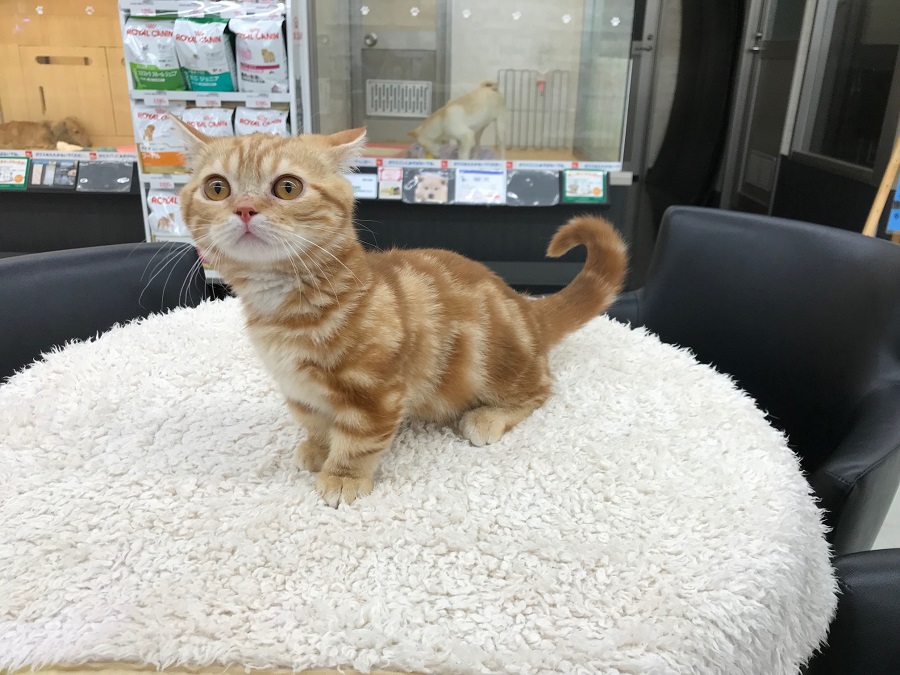 マンチカンくん、スタッフ一同ご来店をお待ちしております | マンチカン （311772） - ペットショップ マルワン港北ニュータウン 神奈川県横浜市都筑区