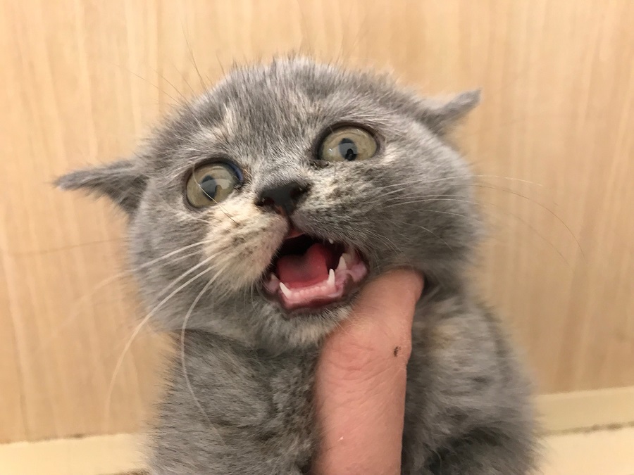 ブリちゃん、スタッフ一同ご来店お待ちしております。 | ブリティッシュショートヘア （311778） - ペットショップ マルワン港北ニュータウン 神奈川県横浜市都筑区