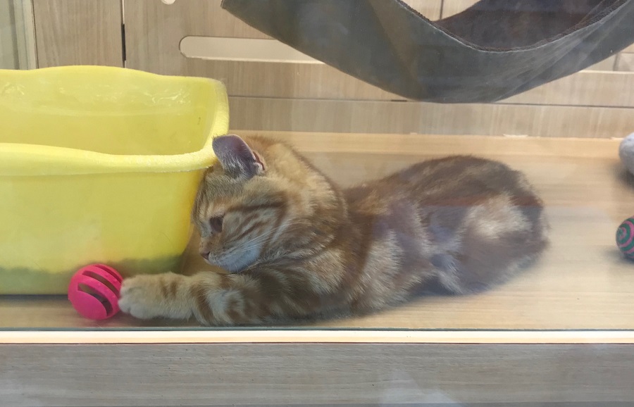 足が短すぎ | マンチカン （311772） - ペットショップ マルワン港北ニュータウン 神奈川県横浜市都筑区