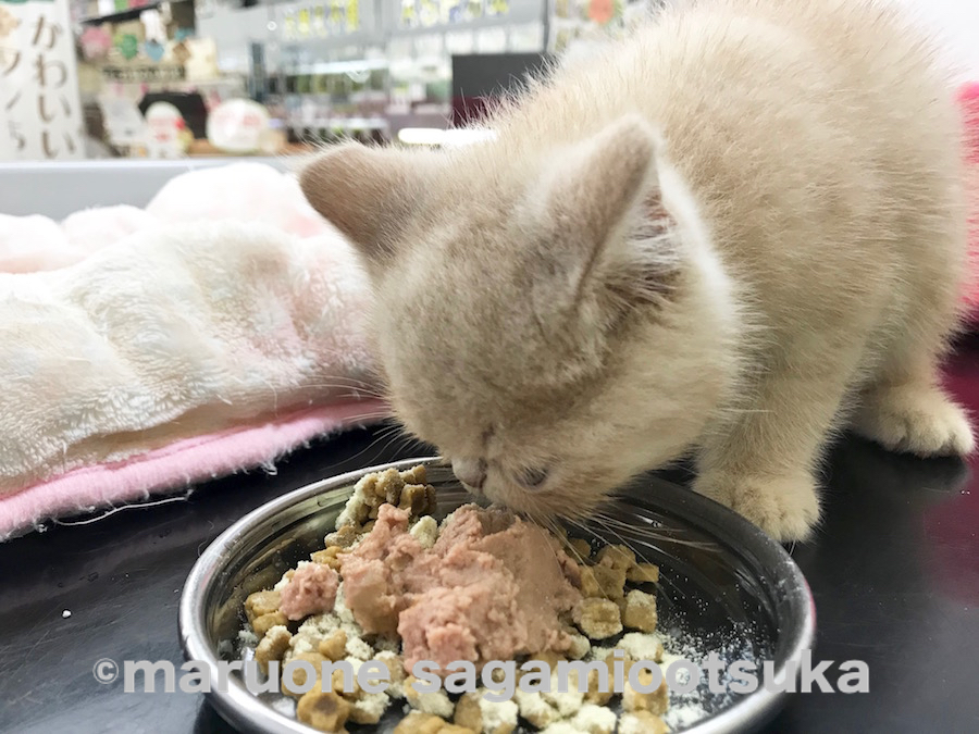 食欲は旺盛で元気っ子 | エキゾチック （814464） - ペットショップ マルワン相模大塚 神奈川県大和市