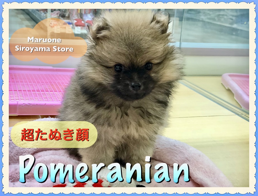 【超タヌキ顔ポメラニアン】お待たせしました♪王道オレンジのタヌキポメが遂に登場！！：ペッツワン城山店（神奈川県相模原市ペットショップ）｜子犬情報｜NO.118236