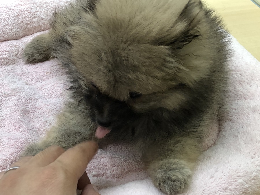 お店で触れ合ってあげて下さい | ポメラニアン （118236） - ペットショップ ペッツワン城山 神奈川県相模原市