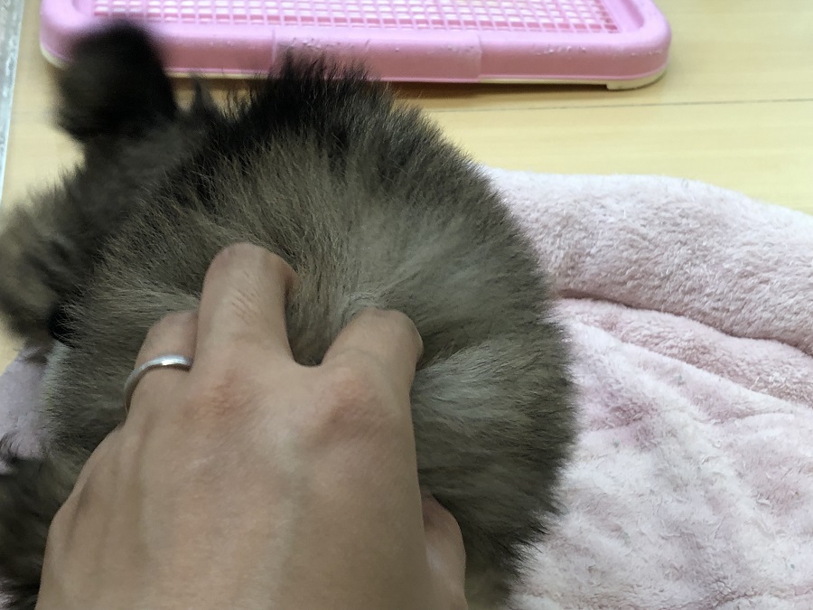 甘え方が上手3 | ポメラニアン （118236） - ペットショップ ペッツワン城山 神奈川県相模原市