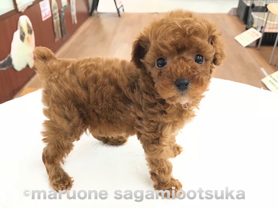 将来はティーカップ？タイニー？ | トイ・プードル （814460） - ペットショップ マルワン相模大塚 神奈川県大和市
