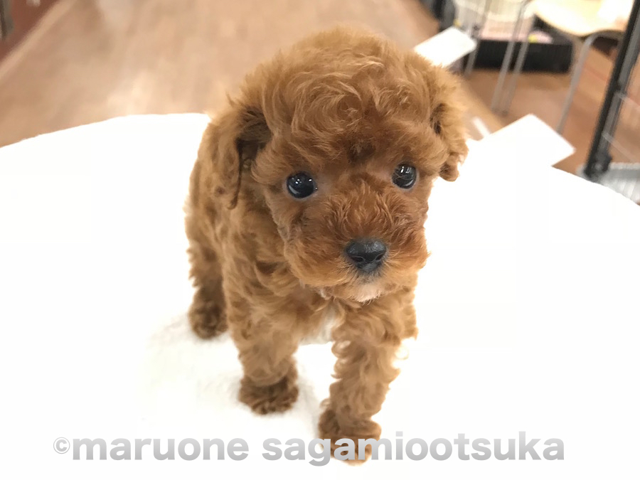 お顔のバランスが抜群！ | トイ・プードル （814460） - ペットショップ マルワン相模大塚 神奈川県大和市