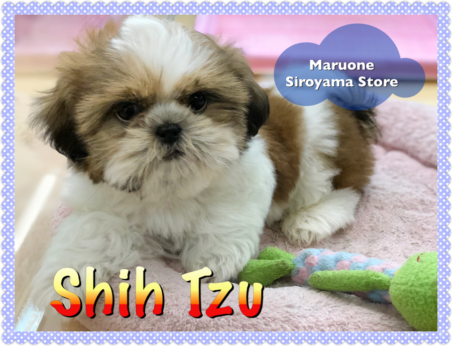 【シーズー】飼い易さNo.１！柄良し性格良しのパーフェクトシーズー：城山店オススメベイビー！NO.118229