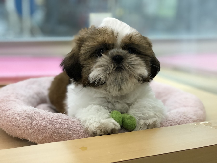 シーズーは飼い易い犬種 | シーズー （118229） - ペットショップ ペッツワン城山 神奈川県相模原市