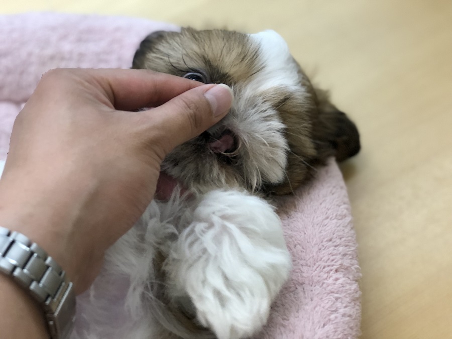 歯茎むき出し＆歯のおさわり | シーズー （118229） - ペットショップ ペッツワン城山 神奈川県相模原市