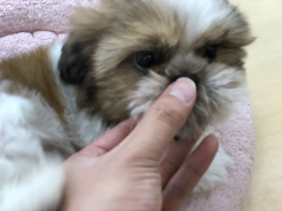 お鼻 | シーズー （118229） - ペットショップ ペッツワン城山 神奈川県相模原市