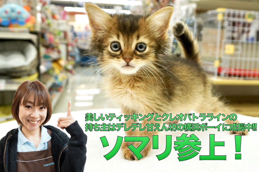 【ソマリ】美しいティッキングとクレオパトララインの持ち主はデレデレ甘えん坊の横浜ボーイに成長中!!：ペットショップマルワン大倉山店PICKUPベイビーＮｏ．6130692