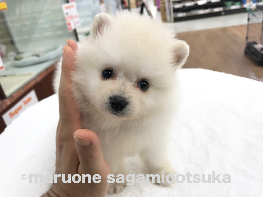 性格はおっとり | ポメラニアン （814463） - ペットショップ マルワン相模大塚 神奈川県大和市