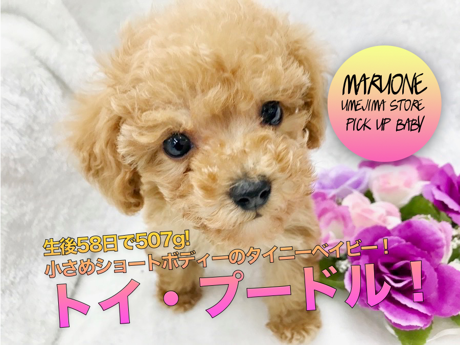 【シュークリーム系トイ・プードル】生後58日で507g!小さめショートボディーのタイニーベイビーがやってきた！：ペットショップマルワン梅島店（東京都足立区）｜子犬情報！No.119115