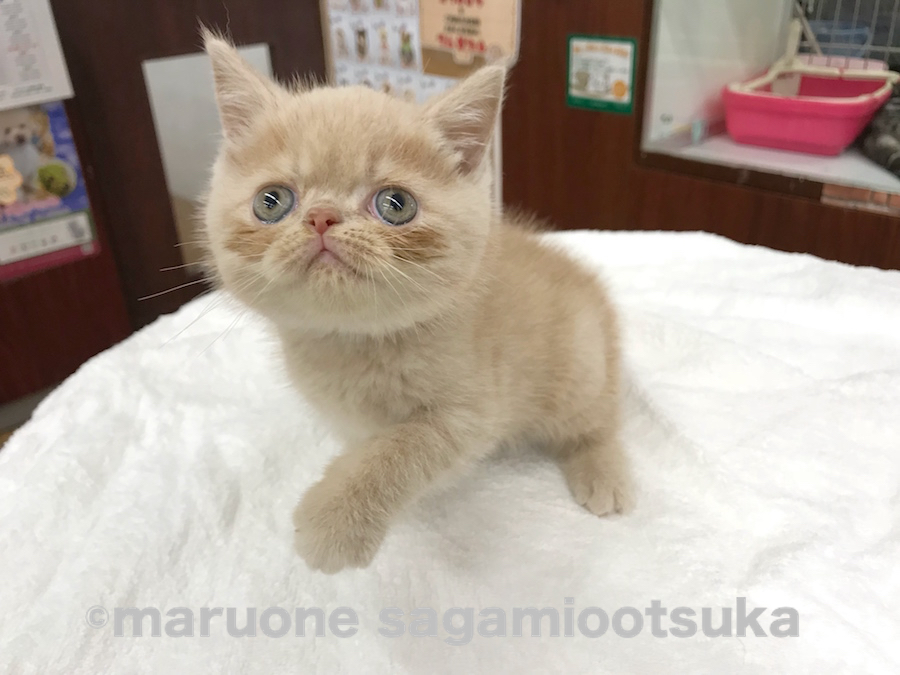 全体的に丸い！ | エキゾチック （814464） - ペットショップ マルワン相模大塚 神奈川県大和市