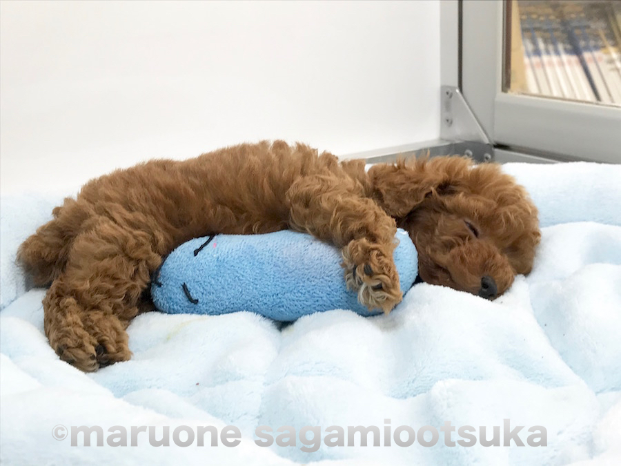 みなさんと出会えるのを夢見てトイプーくんはお休みモードですzzz | トイ・プードル （814460） - ペットショップ マルワン相模大塚 神奈川県大和市