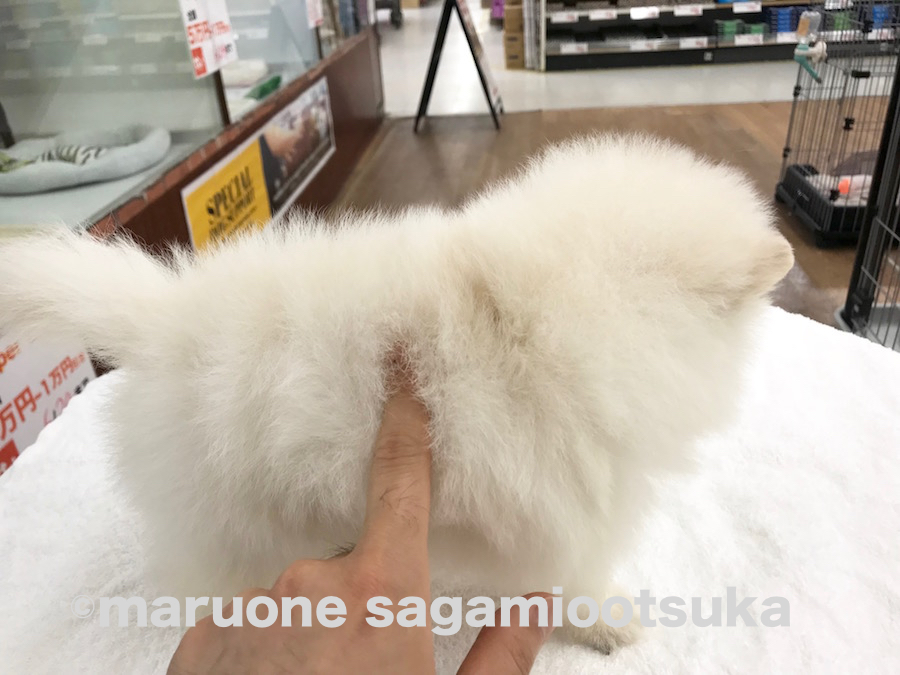 毛量抜群 | ポメラニアン （814463） - ペットショップ マルワン相模大塚 神奈川県大和市