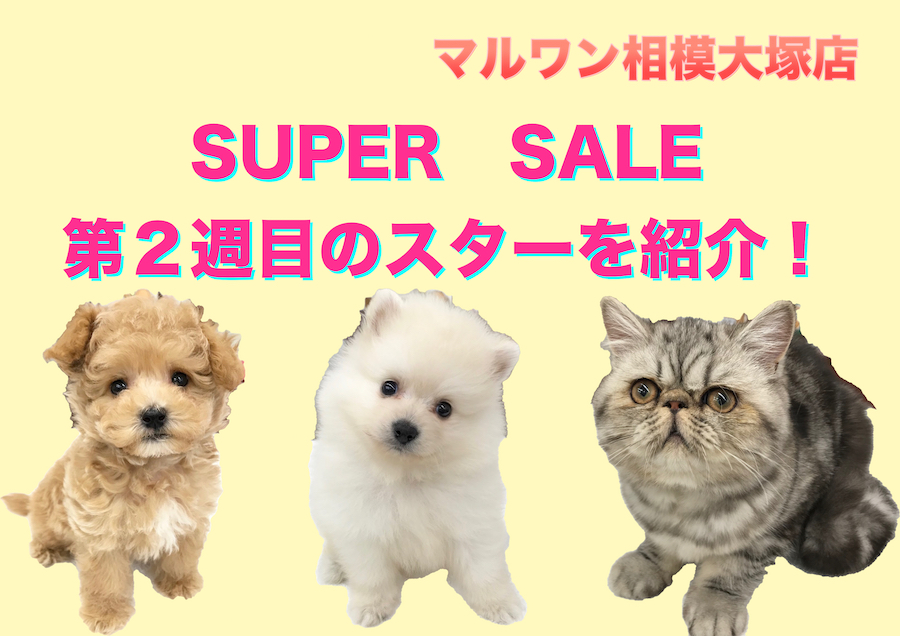 【相模大塚店今週の注目わんにゃん！】スーパーセール２週目突入！「マルプー」「フテニャン」「タヌキポメ」今週の注目わんにゃんをご紹介♪：ペットショップマルワン相模大塚店（神奈川県大和市）子犬＆子猫情報！