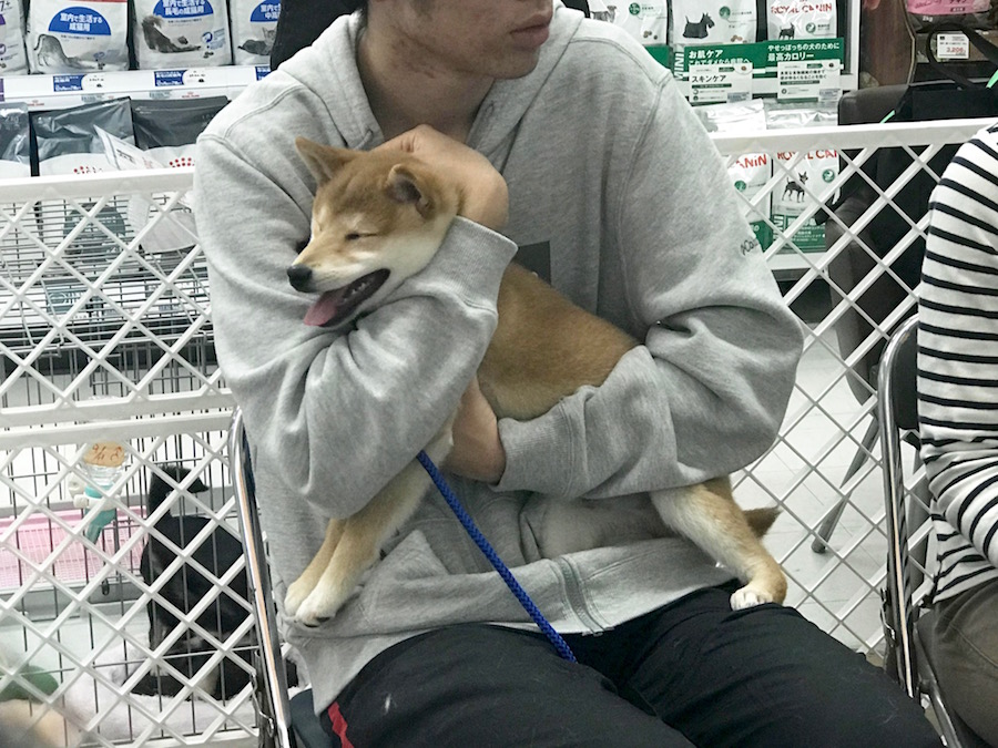 ボスくん再チャレンジ：魔法の抱っこトレーニング - マルワン相模大塚店 | 【しつけ教室】マルワン×アニコム合同イベント！